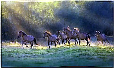 horses running in the sun