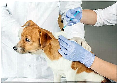 dog getting vaccine