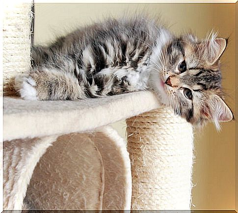 cat lying on scraper