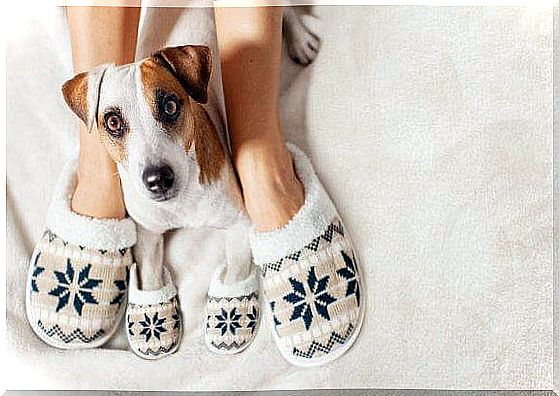 How to keep pets warm in winter?