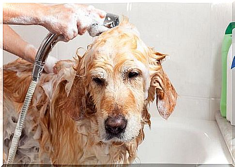 dog taking a shower