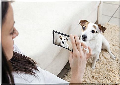 make a video of your pet