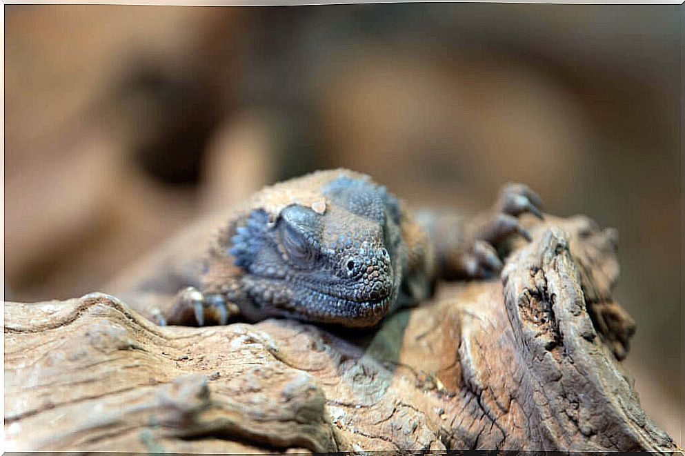 How do reptiles regulate temperature?