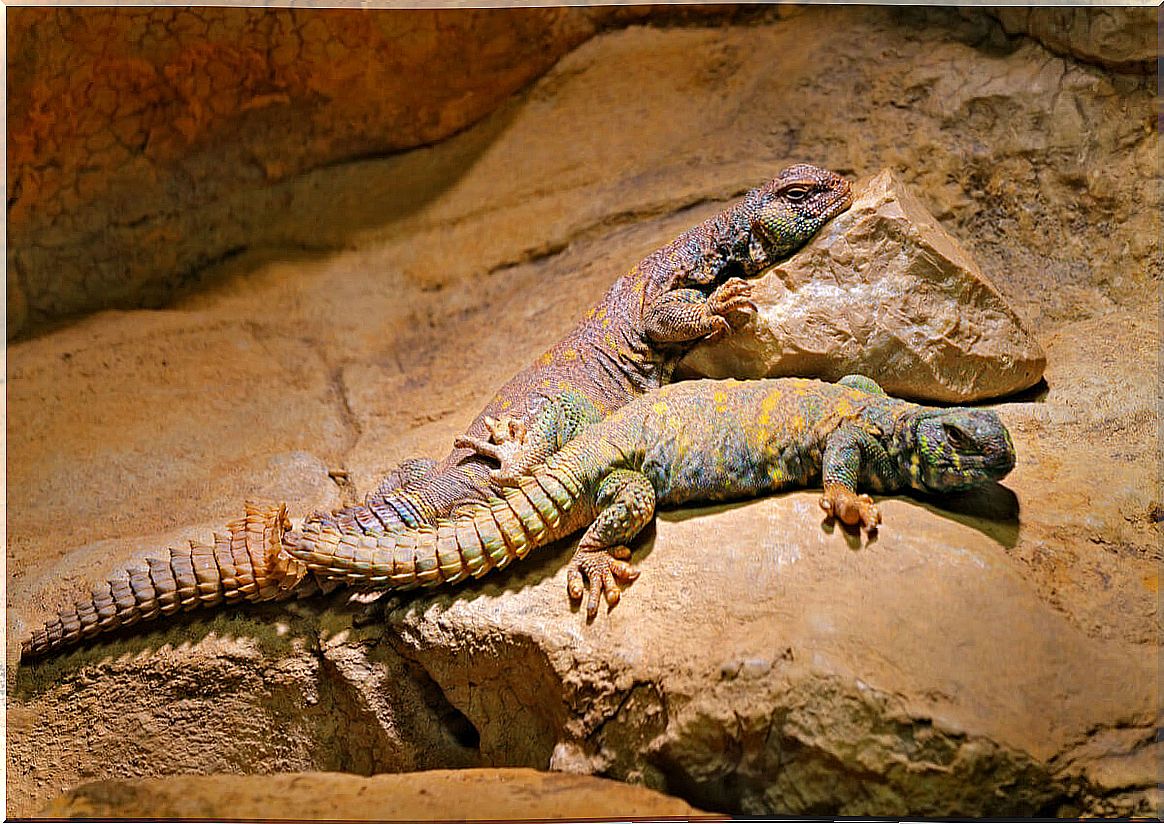 Thorny-tailed lizards on the rocks.