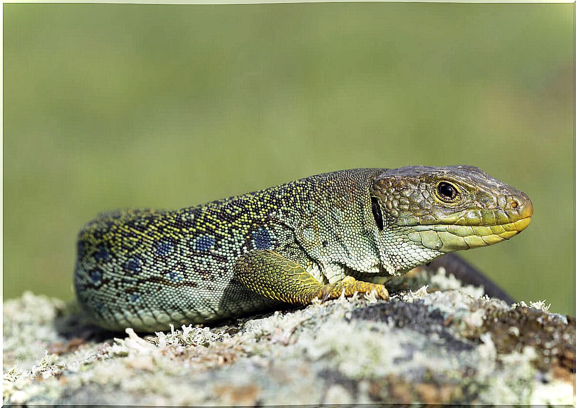 Thermoregulation in reptiles