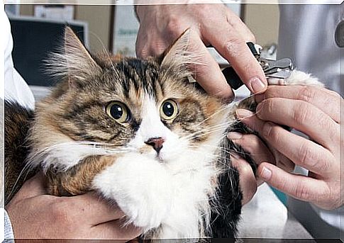 How to cut a cat's nails and not die trying?