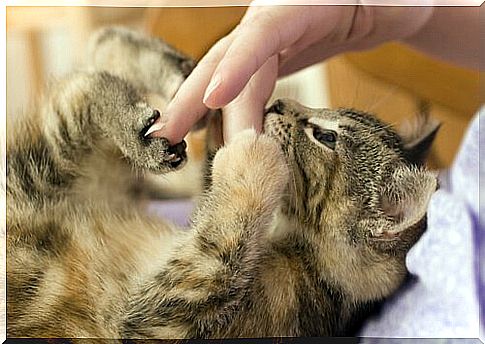 How to cut a cat's nails