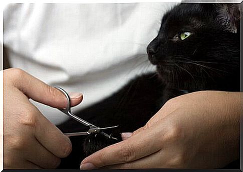 How to cut a cat's nails