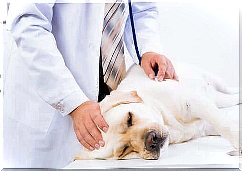 How do you know which bacteria are making your dog or cat sick?