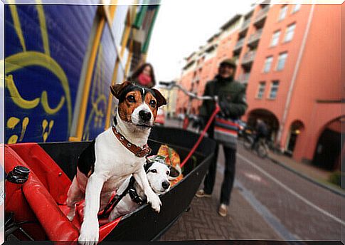 in-the-holland-no-stray-dogs