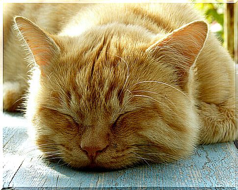 How many hours does your cat sleep?