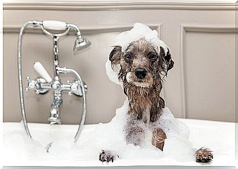 How to Bathe a Dog in Winter