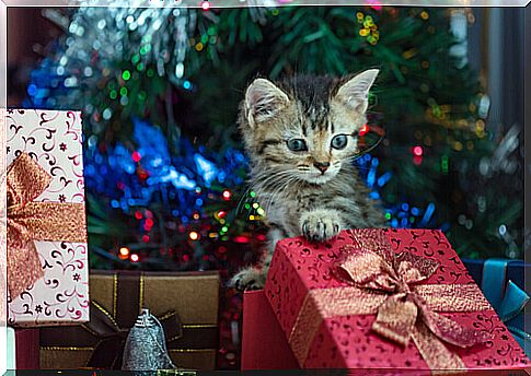 cat with christmas presents