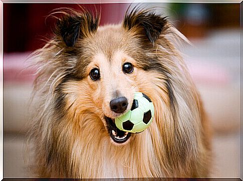 dog with ball in mouth