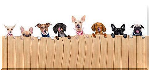 How to choose fences and barriers for dogs in your home