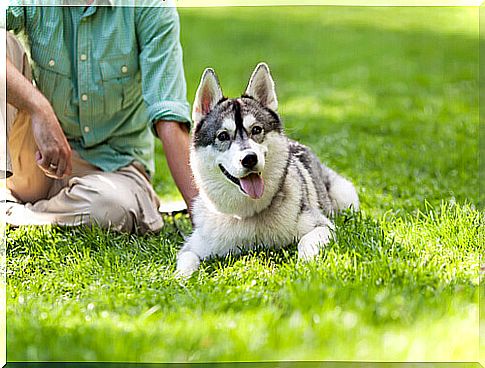 dog in the grass