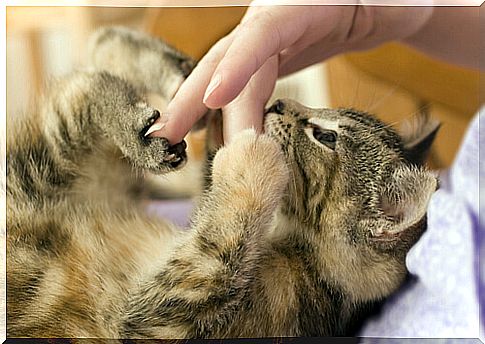 cat playing with the owner