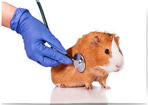 How to prevent parasites in guinea pigs?