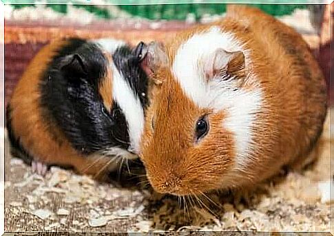 pair of guinea pigs