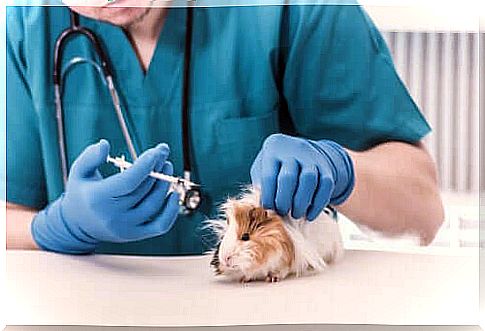 Injection into a guinea pig