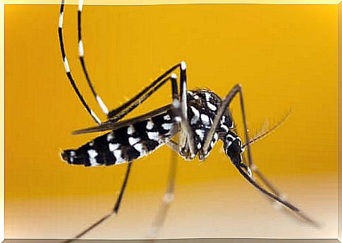 How to recognize the Asian tiger mosquito?