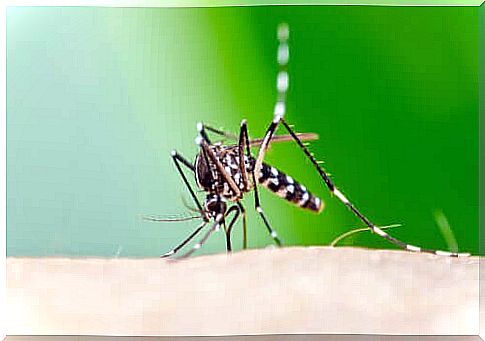 Why is the Asian tiger mosquito so harmful?