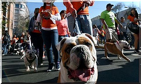 Hundreds of bulldogs parade in search of the record