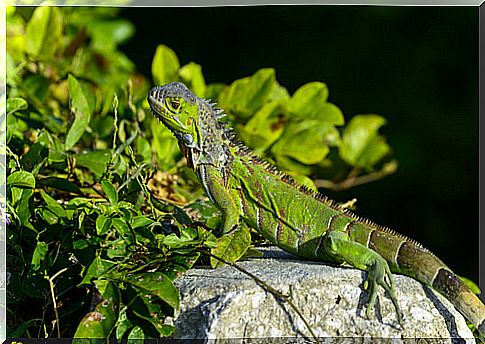 Learn more about raising iguanas