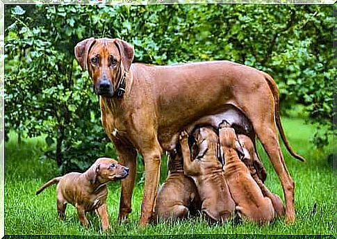 Important facts about breastfeeding in dogs