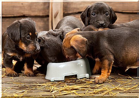 puppies eating