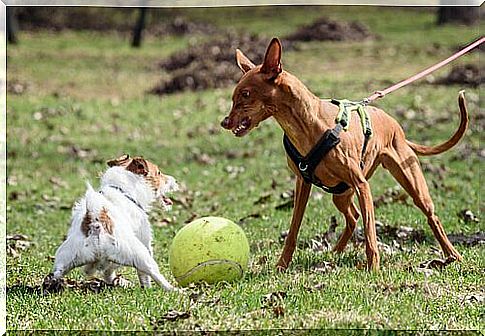 Aggressive dog: case can be treated by zoopsychiatry