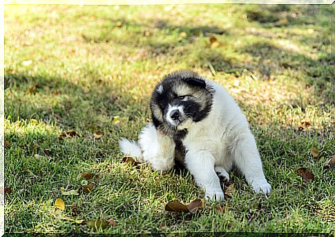 Parasitas em cachorros