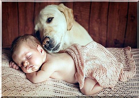 Introduce your baby to your pet