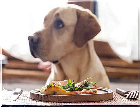 Is the vegan diet for dogs harmful to health?