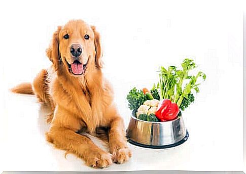 The Vegan Diet for Dogs