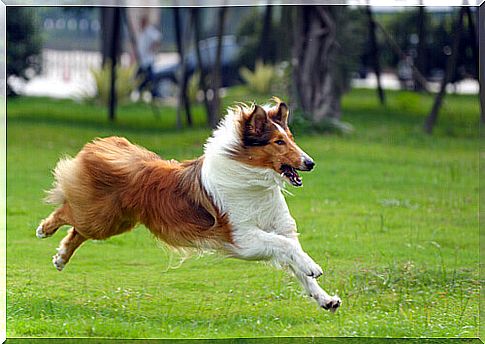 perro-collie-running