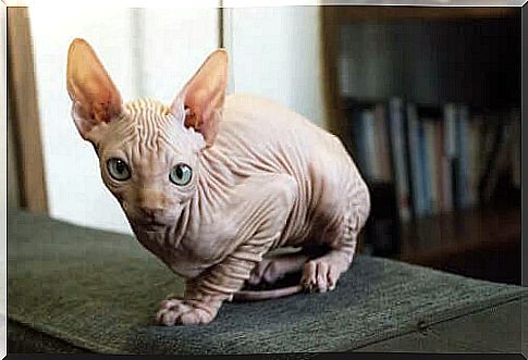 Kohana cat or hairless Hawaiian cat