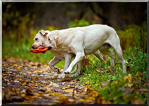 labrador