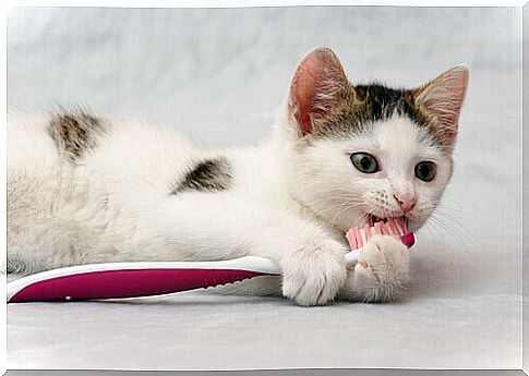 Know how to clean your cat's teeth well