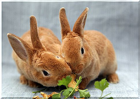 rabbits eating