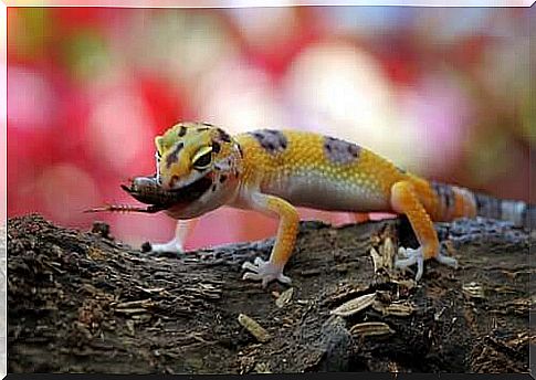 What do I need to have a leopard gecko?