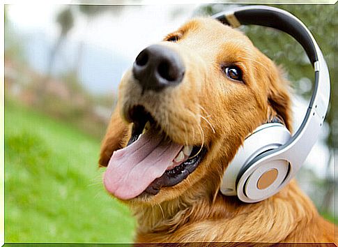 dog with headphones