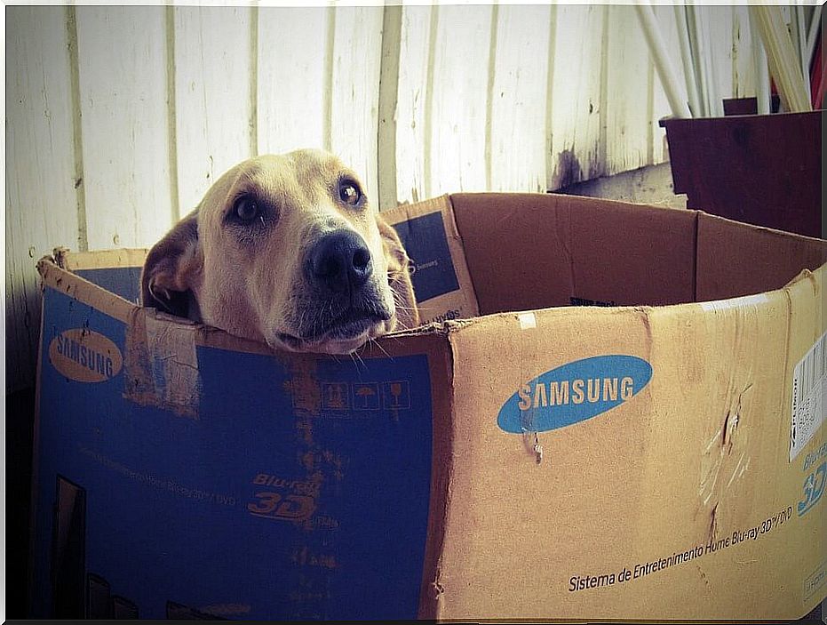 Dog in cardboard box