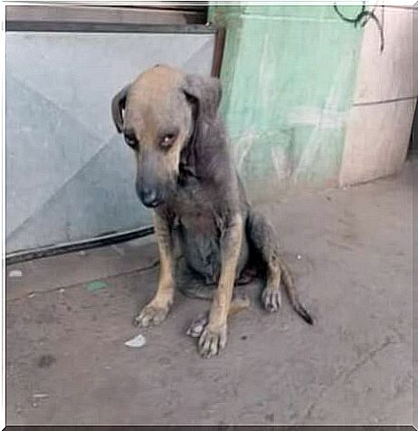 stray dog ​​in need of rescue