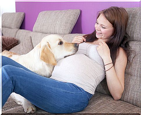 pregnant with dog