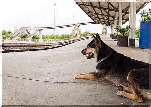 Malchik: story of an abandoned dog and its monument