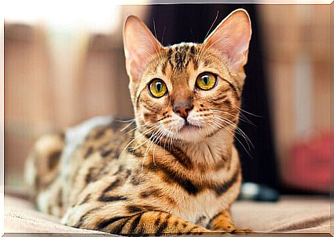 Meet the Bengal Cat or Bengal Cat