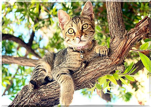 cat in tree