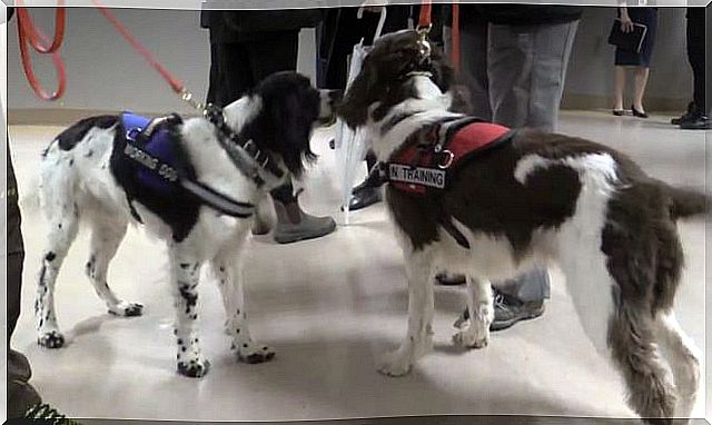 dogs hunting superbugs in a hospital