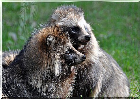 Meet the raccoon dog or Tanuki